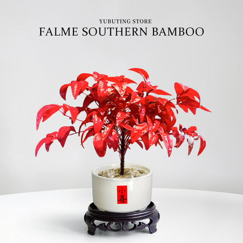 火焰南天竹盆栽耐寒绿植年宵花客厅办公室内桌面禅意盆景观叶植物