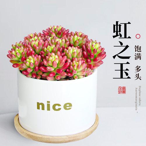 美观客厅室内多肉观赏易活