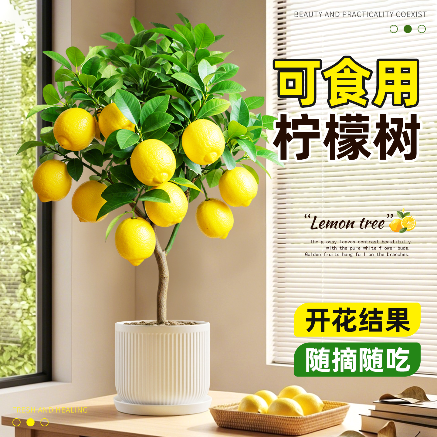 香水柠檬树老桩盆栽大盆栽易活