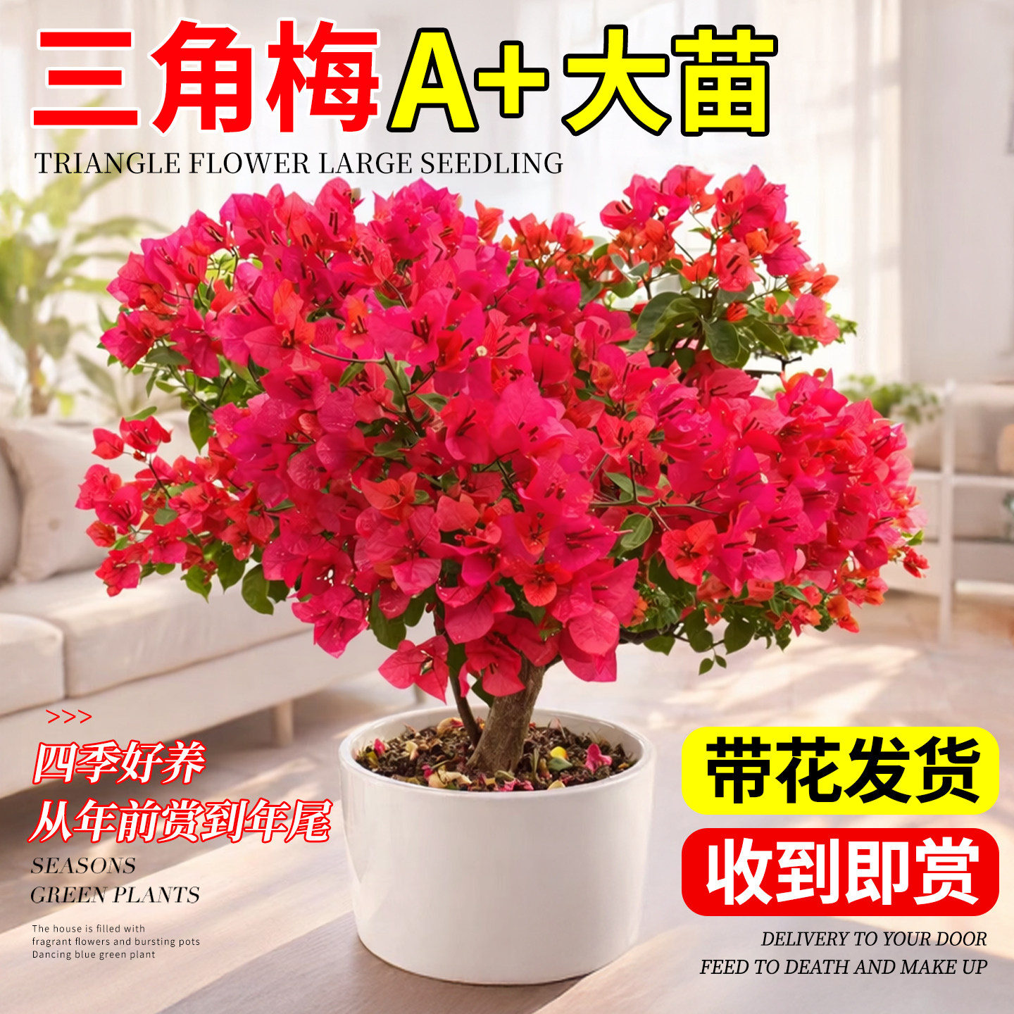 中国红三角梅盆栽带花老桩室内花卉绿植重瓣绿樱爬藤植物四季好养