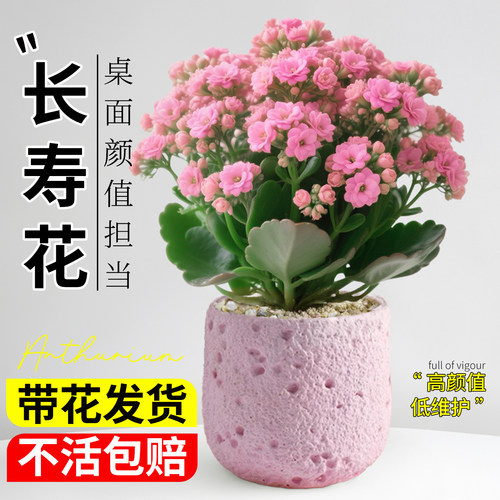 长寿花盆栽带花苞粉色花卉绿植物室内办公室桌面鲜花盆景四季好养