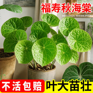 福寿秋海棠盆栽福玉耐阴热带观叶四季常青办公室内桌面绿植物花卉