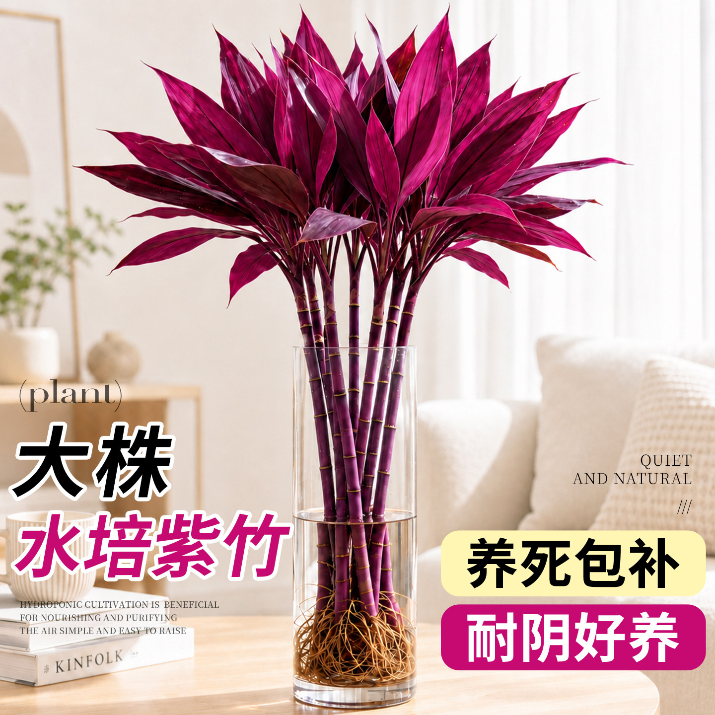 紫竹鸿运竹水培植物富贵竹粗杆带根水养竹子客厅办公室内桌面绿植图片