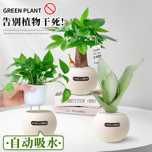 绿植室内小盆栽发财树绿萝高级感客厅水培植物办公桌面工位好养活