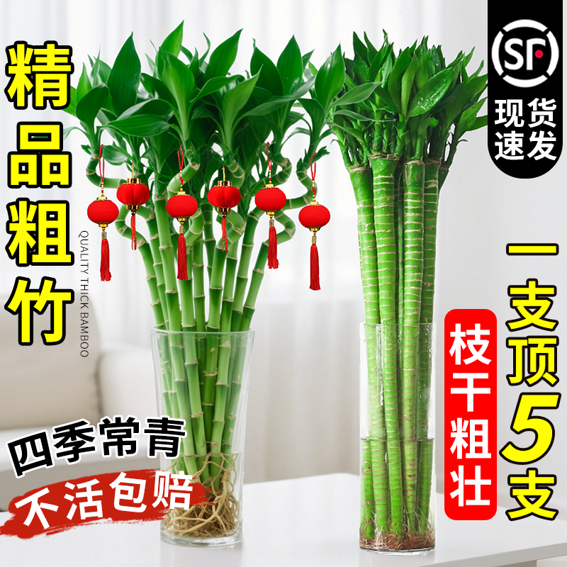 文昌竹水培植物粗杆富贵竹龙竹