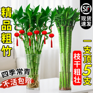 文昌竹水培植物富贵竹粗杆转运竹水养带根龙竹子客厅招财室内绿植