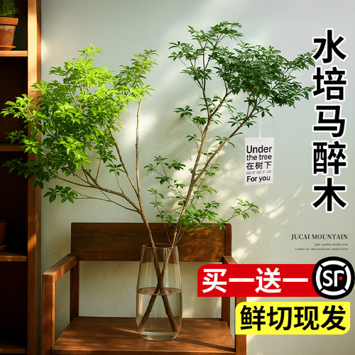马醉木水培植物鲜切枝条