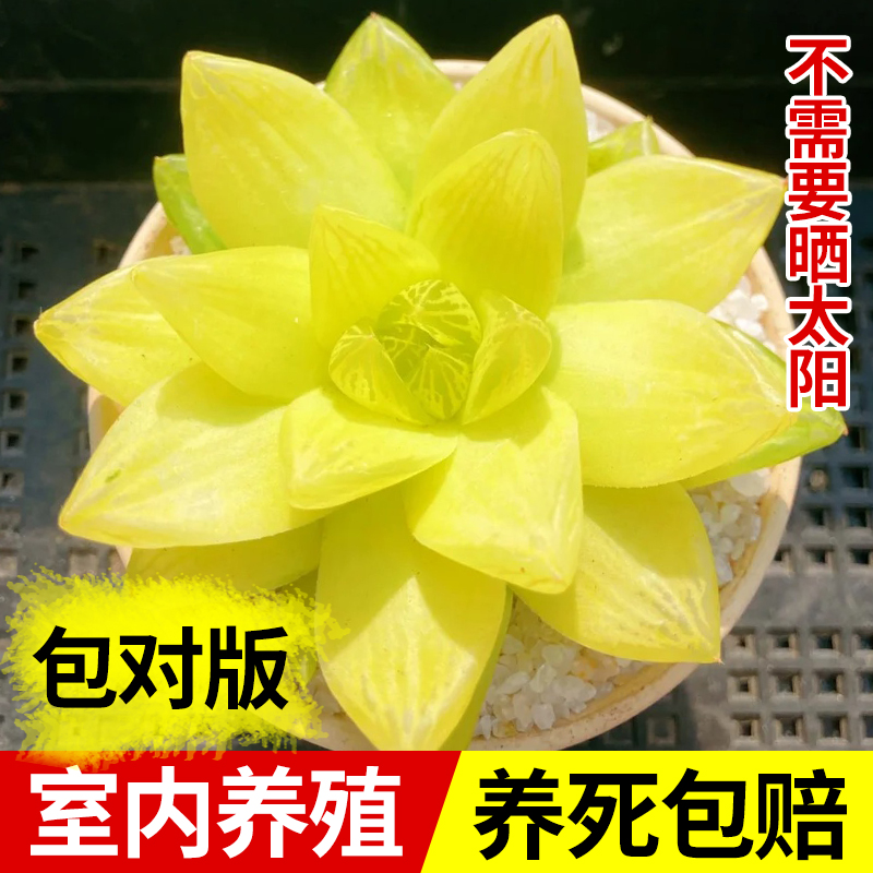 多肉植物办公室好养活美观趣味