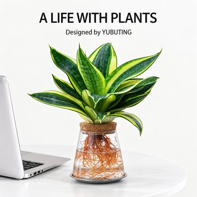 哈尼金边虎皮兰水培绿植桌面植物