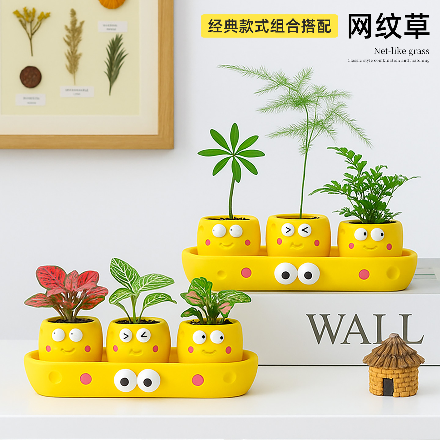 网纹草盆栽狼尾蕨情绪创意景观办公室内绿植桌面迷你植物净化空气