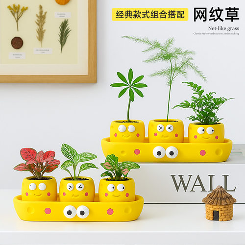 网纹草盆栽狼尾蕨情绪创意景观办公室内绿植桌面迷你植物净化空气