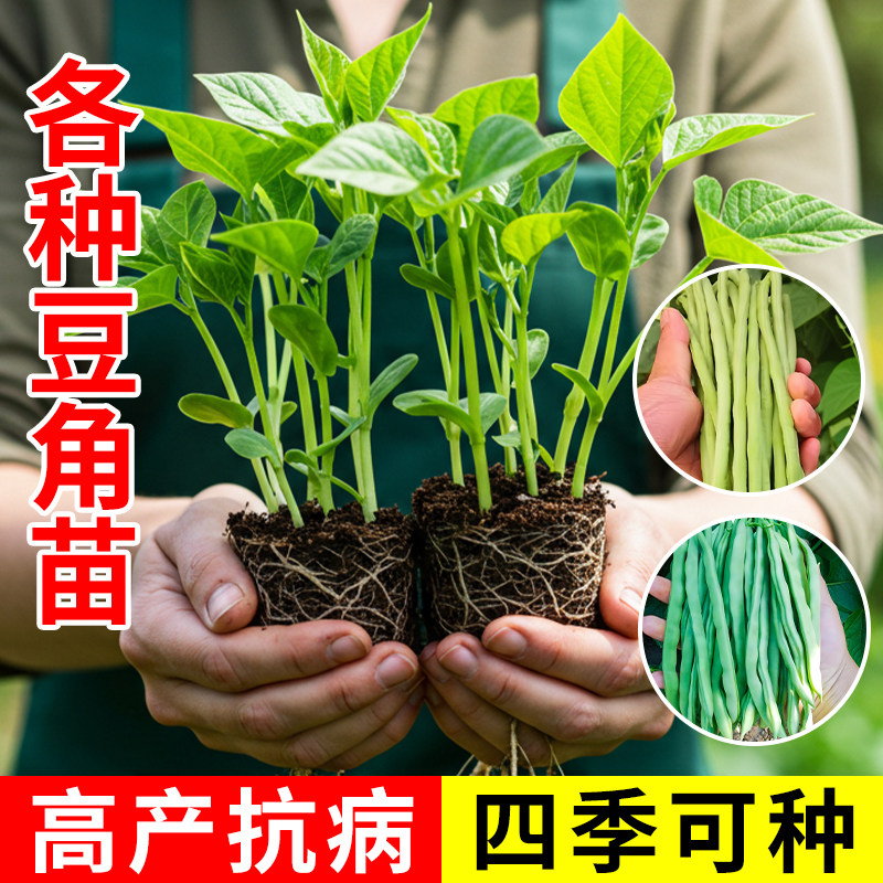 豆角苗秧苗新鲜当季蔬菜种子豇豆老品种菜盆种植阳台菜园有机肥料