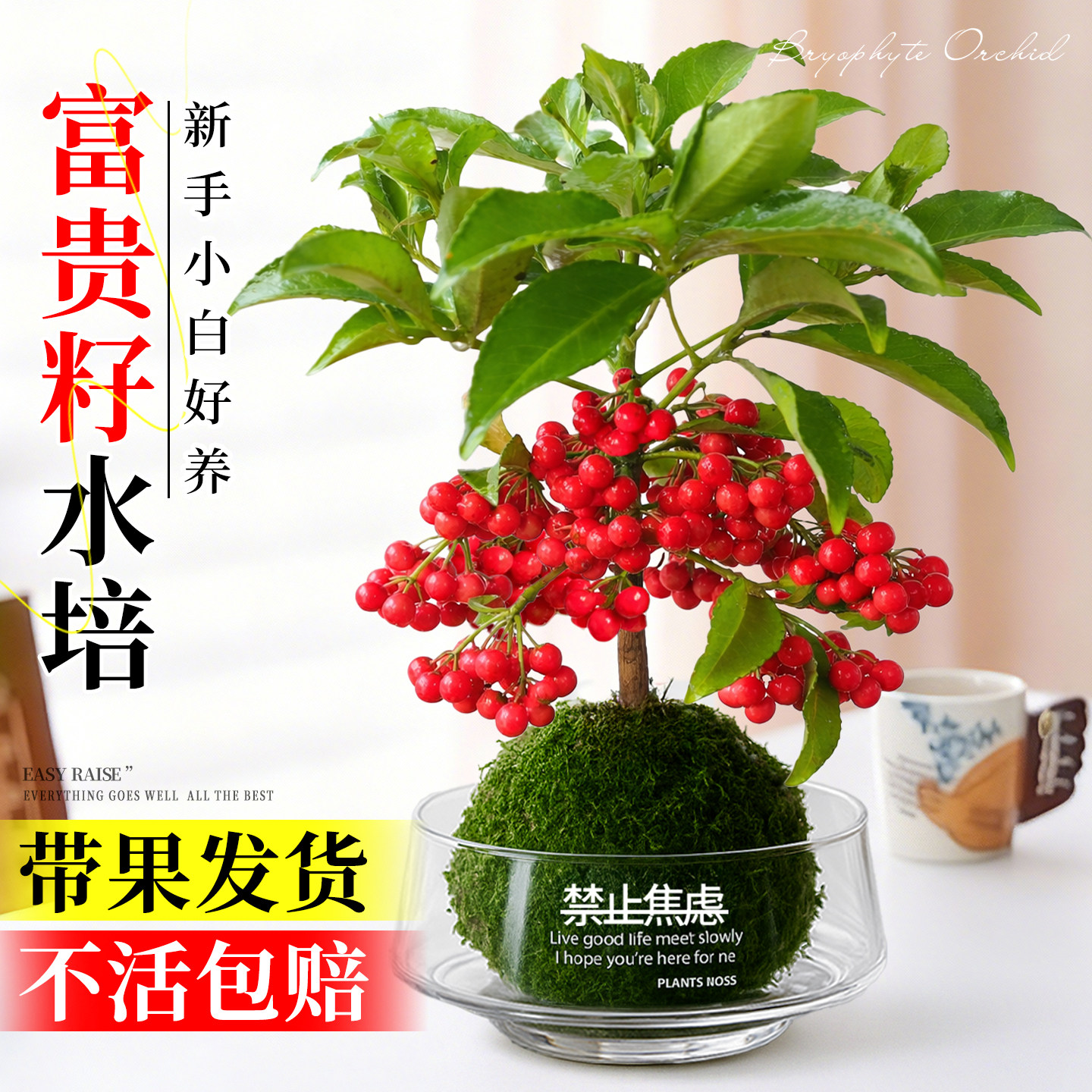 富贵籽苔藓球水培植物盆栽黄金万两金玉满堂室内好养招财绿植花卉,鲜花速递/花卉仿真/绿植园艺,国兰/杂交兰/洋兰类,淘宝优惠券,粉丝福利购,淘宝优惠卷