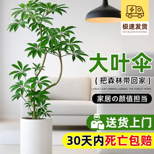 大叶伞盆栽老桩保罗大型绿植物落地高级客厅办公室内好养四季常青