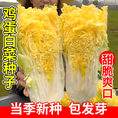 好吃黄心鸡蛋大白菜种子抗