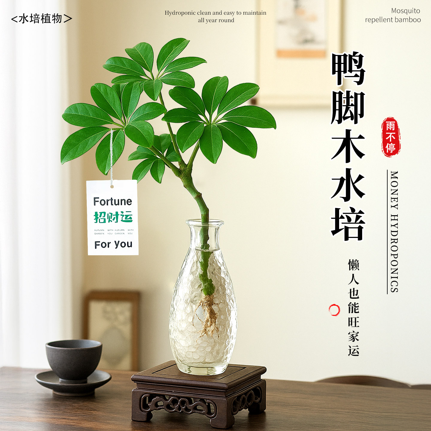 鸭脚木水培八方来财绿植室内盆栽办公室桌面水培植物四季常青好养