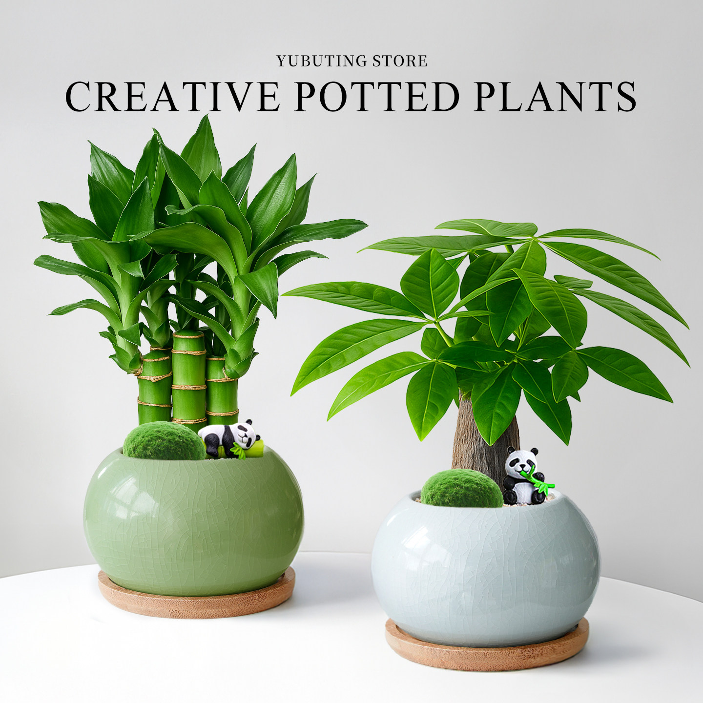 富贵竹小盆栽招财节节高办公室工位绿植盆栽室内植物文昌竹四季好
