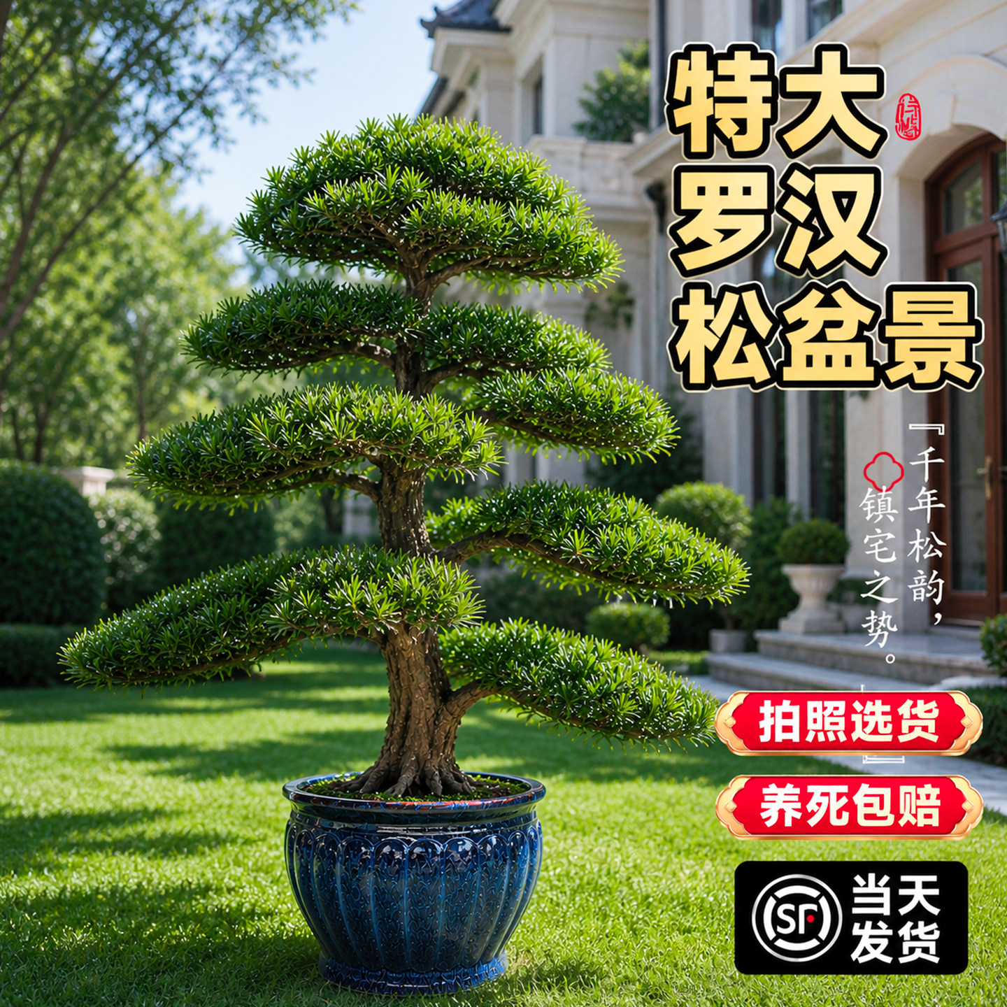 特大罗汉松真树旺宅风水树迎客松庭院造型室内外盆景老桩大型绿植