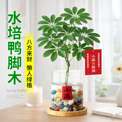 水培植物鸭脚木盆栽室内八方来财办公室桌面盆景花卉绿植懒人好养