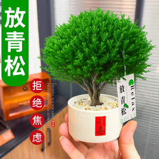 雾松小盆栽放青松四季盆景办公室内桌面绿植客厅桌面好养耐寒植物