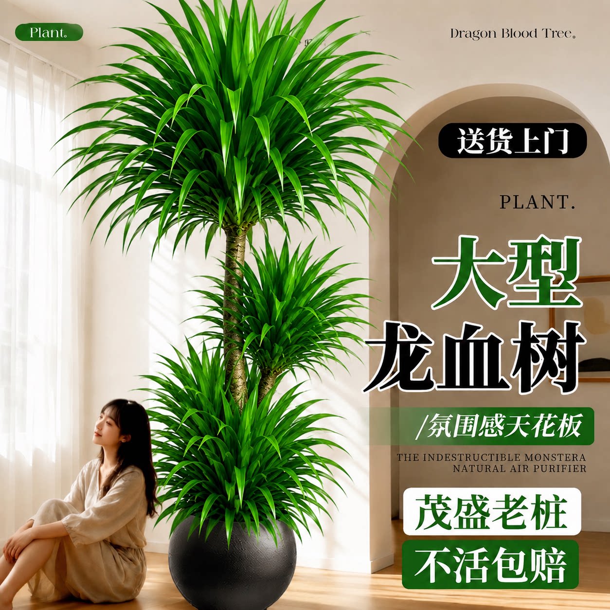 龙血树客厅大型绿植盆栽图片