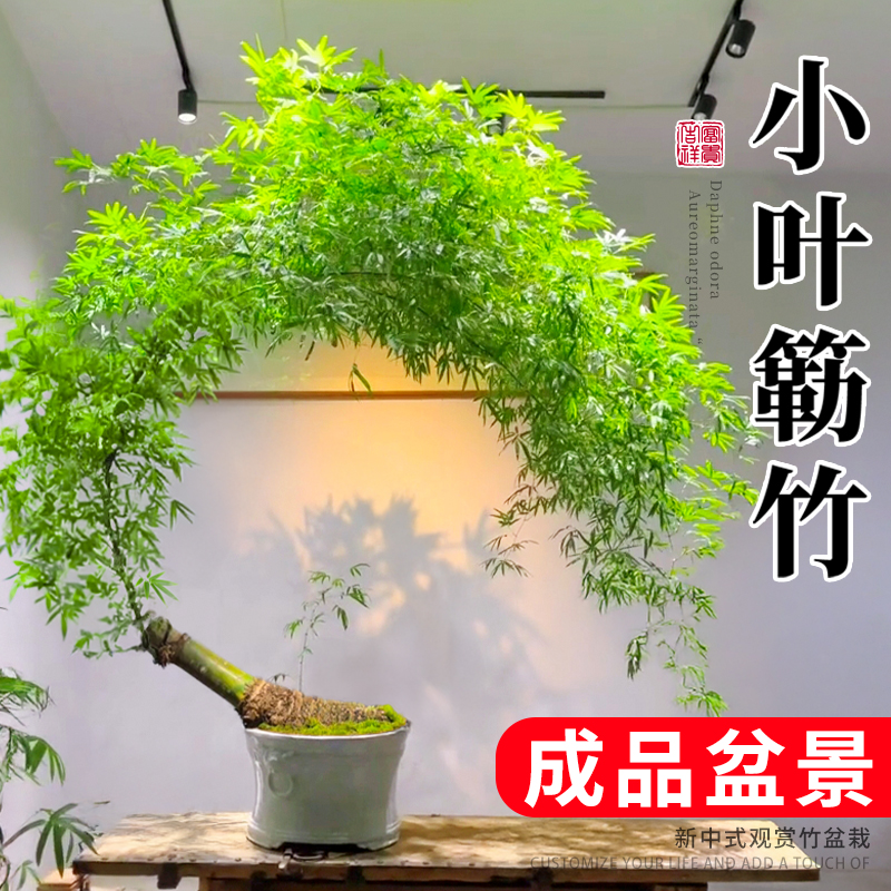 小叶簕竹成品盆景室内竹子盆栽老桩茶室桌禅意绿植办公室桌面植物