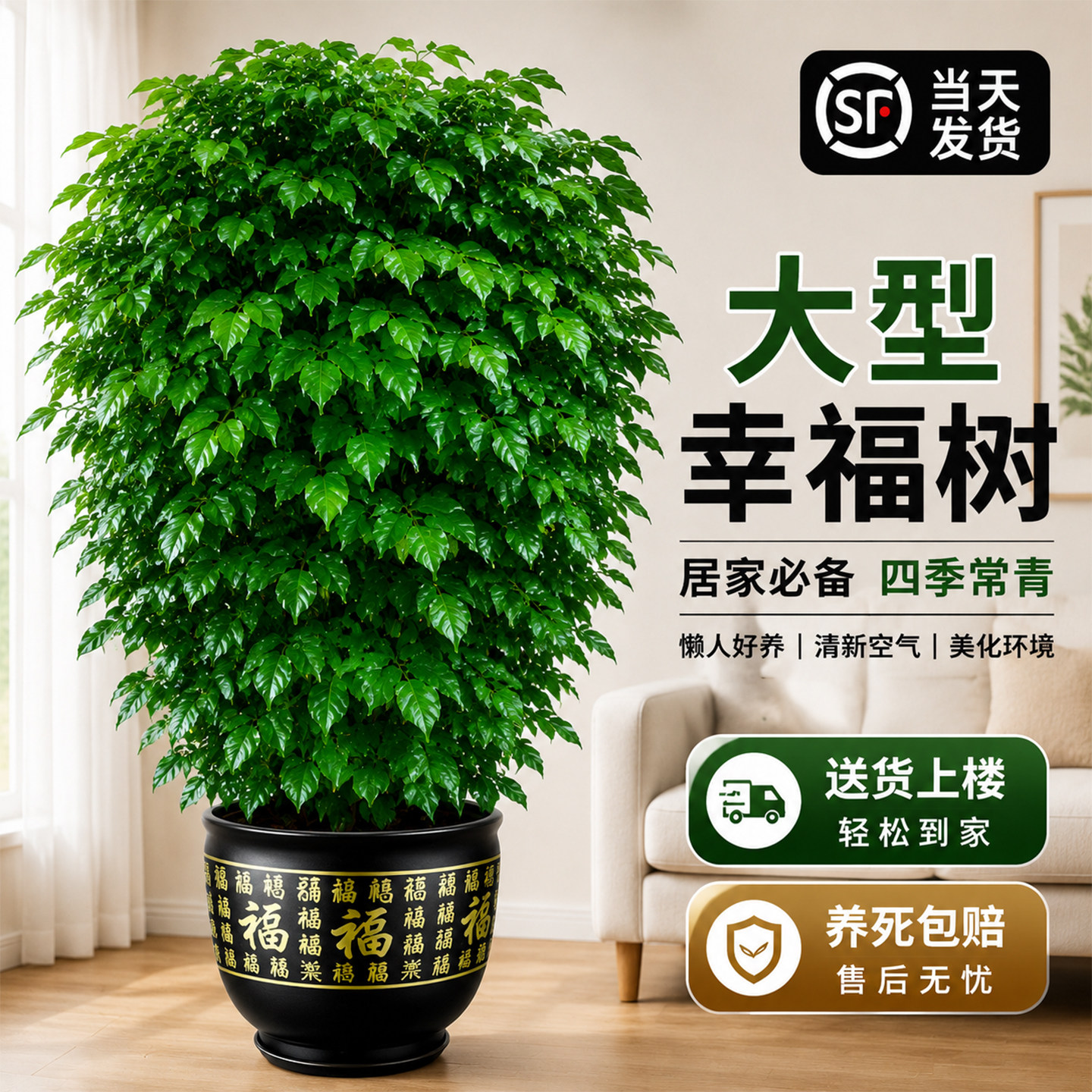 幸福树大型绿植客厅大盆栽室内平安树老桩吸绿宝甲醛丛生树苗禄宝