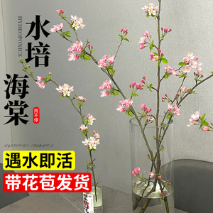 海棠花水培植物鲜切花枝带花苞花卉绿植室内插花鲜花开花四季盆栽