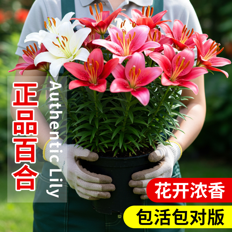 香水百合种球重瓣室内耐寒花卉绿植室外小盆栽摆件适合冬天种的花