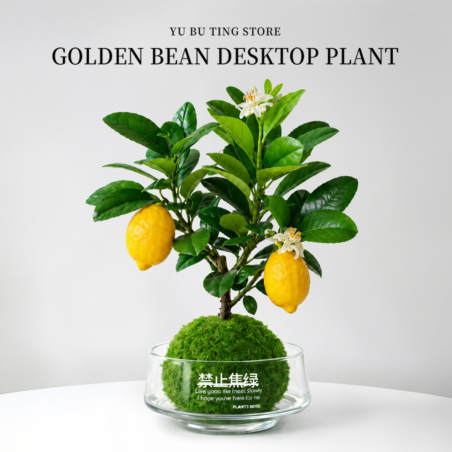 香水柠檬树盆栽带果可食用植物客厅办公室内桌面花卉绿植四季果树