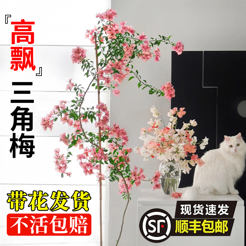 高飘三角梅盆栽四季好养一米高老桩重瓣带花垂丝爬藤大苗高端花卉