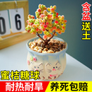 蜜桔糖球多肉植物室内盆栽密叶枝干番杏名贵花卉办公阳台高端稀有