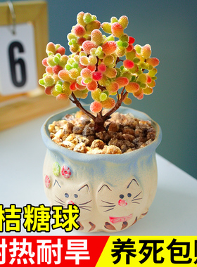 蜜桔糖球多肉植物室内盆栽密叶枝干番杏名贵花卉办公阳台高端稀有