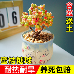 蜜桔糖球多肉植物室内盆栽密叶枝干番杏名贵花卉办公阳台高端稀有