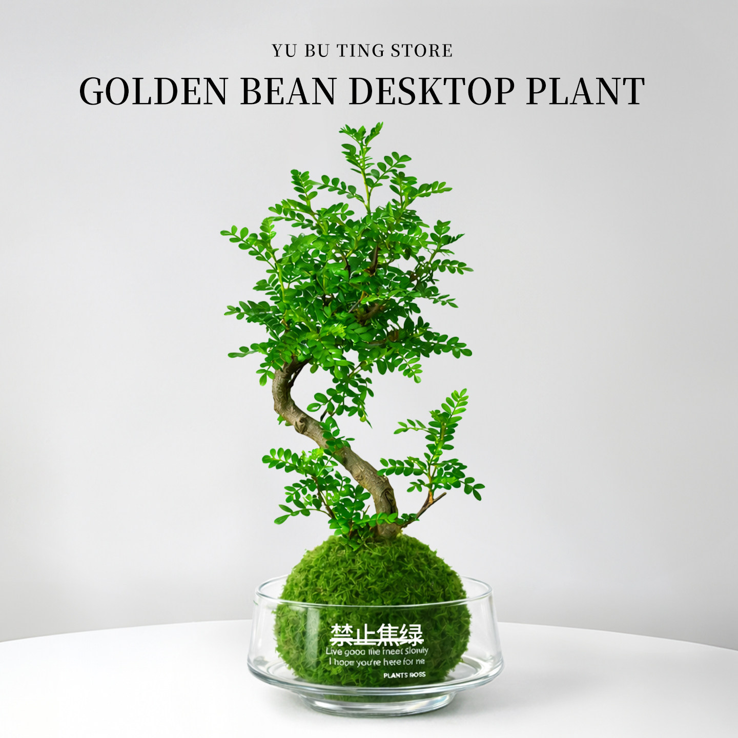 清香胡椒木盆栽老桩水培植物苔藓球办公室内桌面懒人绿植四季常青