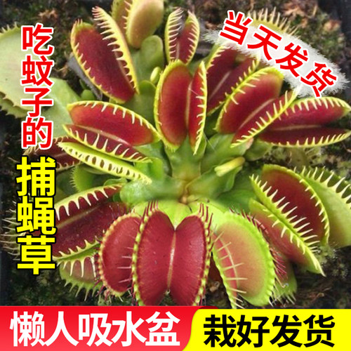 捕蝇草捕虫植物捕蝇草捕虫植物猪