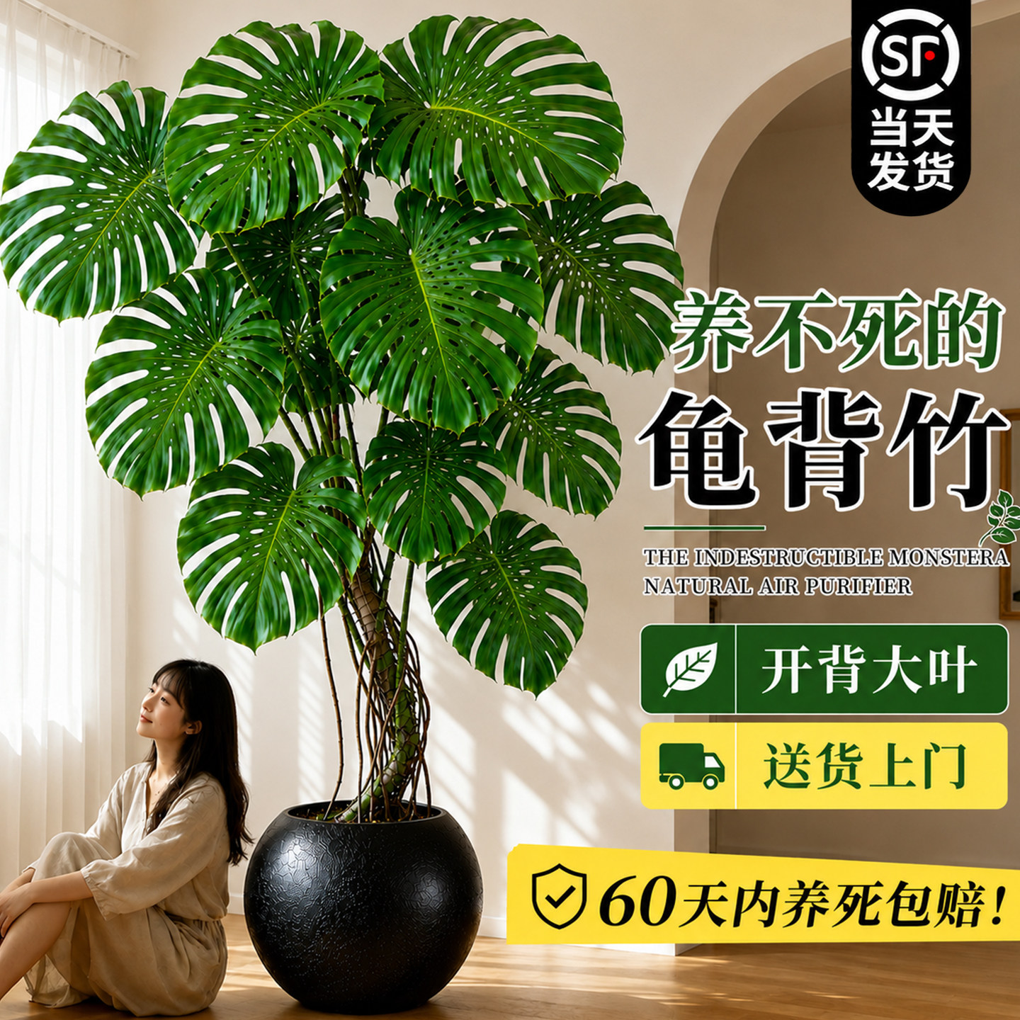 龟背竹客厅大盆栽开背大叶老桩图片