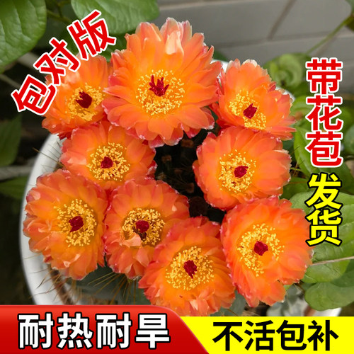观赏室内外仙人球开花