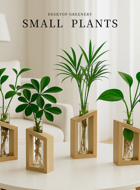 发财树水培植物室内绿萝竹柏九里香办公室桌面绿植水养小盆栽摆件