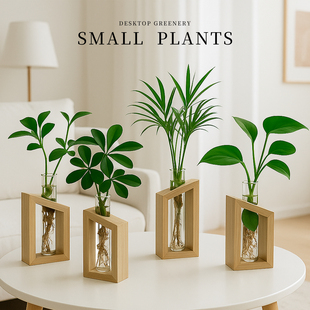 发财树水培植物室内绿萝竹柏九里香办公室桌面绿植水养小盆栽摆件