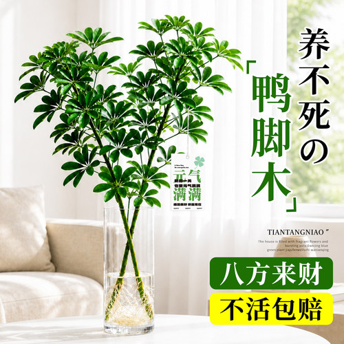 八方来财鸭脚木水培植物室内绿植盆栽客厅办公室桌面四季常青好养