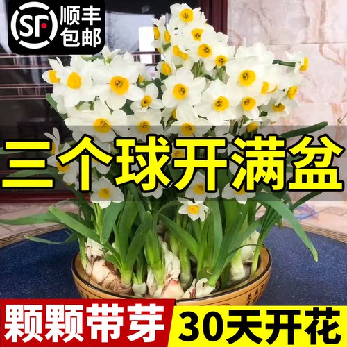 水仙花种球室内水养年宵花新手