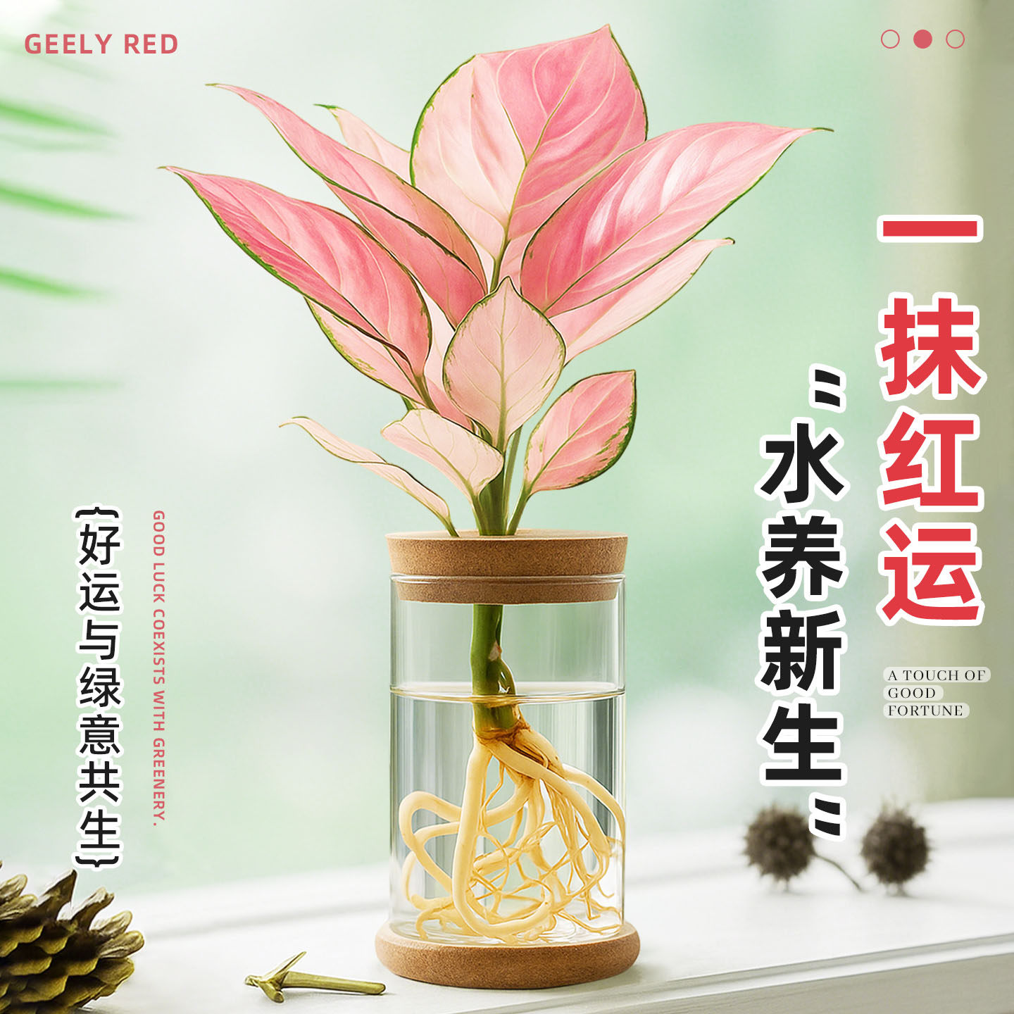 吉利红水培植物室内好养净化空气花卉绿植小盆植物盆栽招财容易活