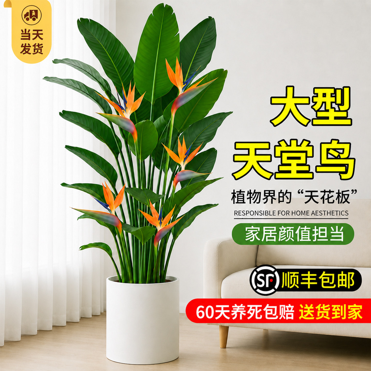天堂鸟大型绿植客厅旺宅图片