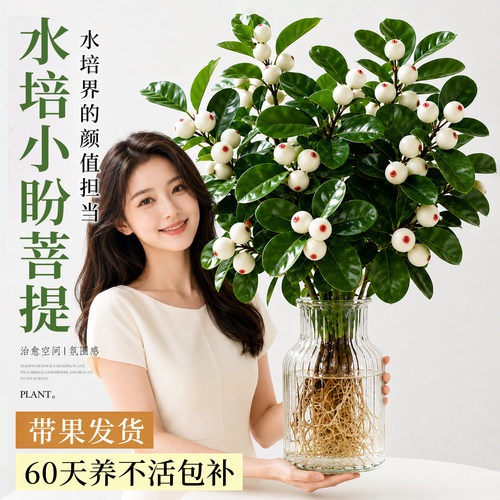 小盼菩提树盆栽带果水培好养