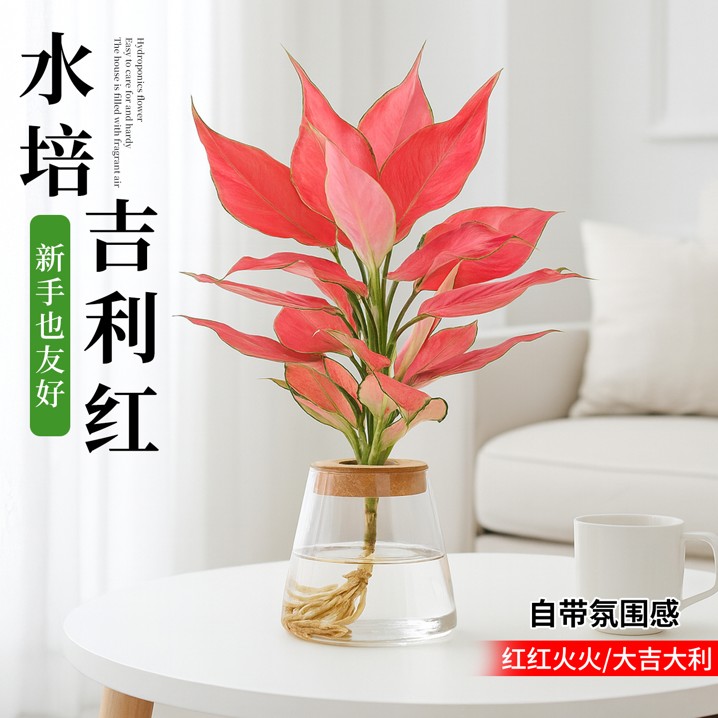 吉利红水培植物小盆栽绿植