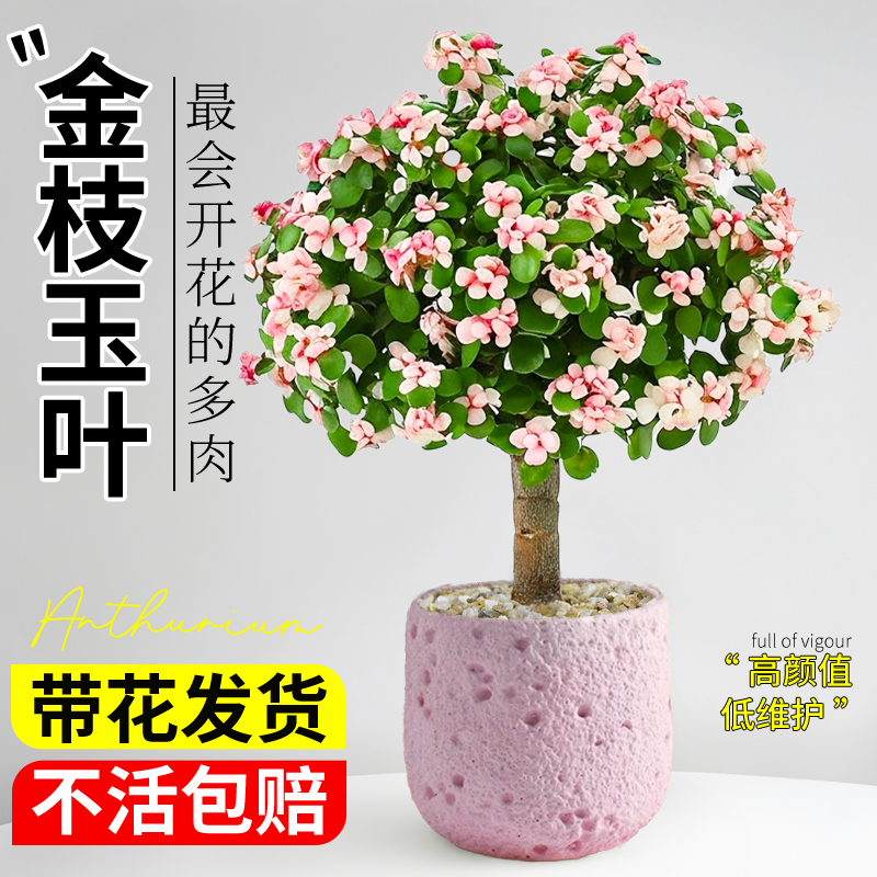 金枝玉叶多肉植物室内盆栽花卉绿植办公室桌面老桩盆景大颗好养活