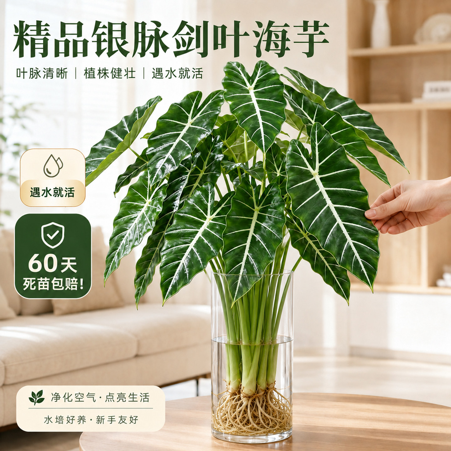 银脉箭叶海芋水培植物水养绿植图片