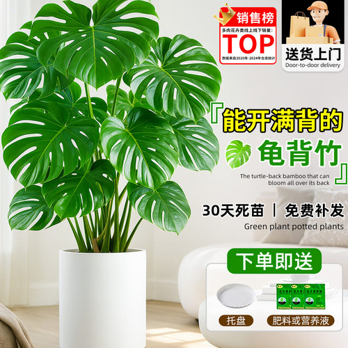 龟背竹大型盆栽四季绿植客厅办公室内观叶植物造景净化空气好养活