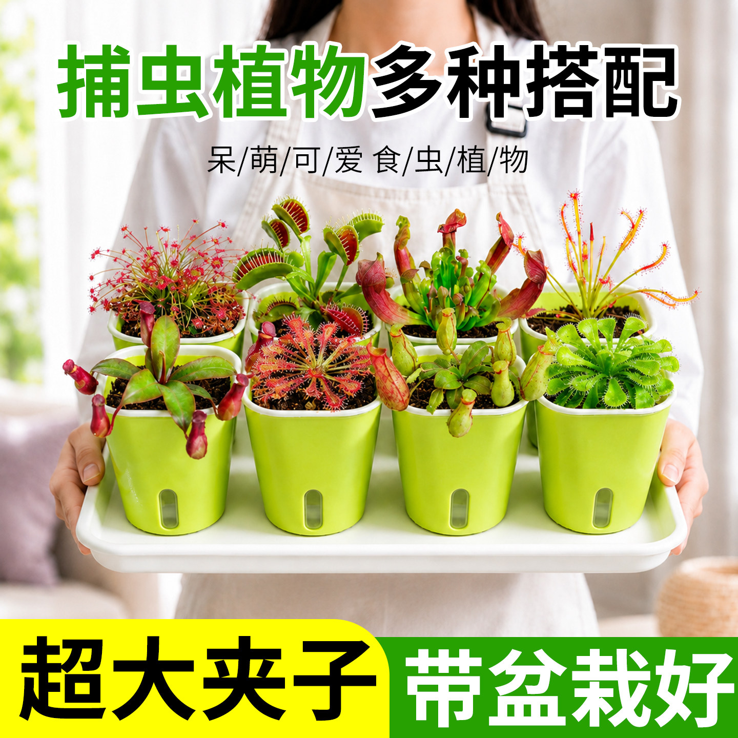 超大捕蝇草盆栽猪笼草食虫绿植驱蚊驱虫植物办公室桌面花卉幼儿园